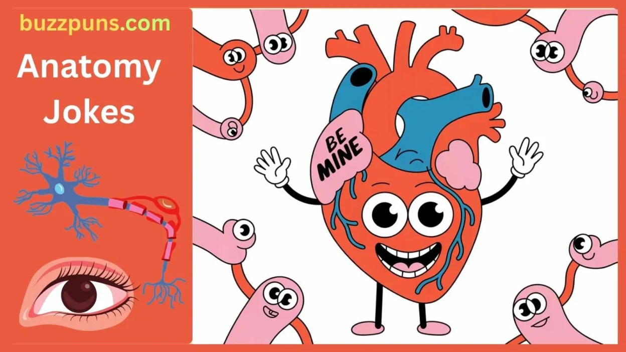 Anatomy Jokes